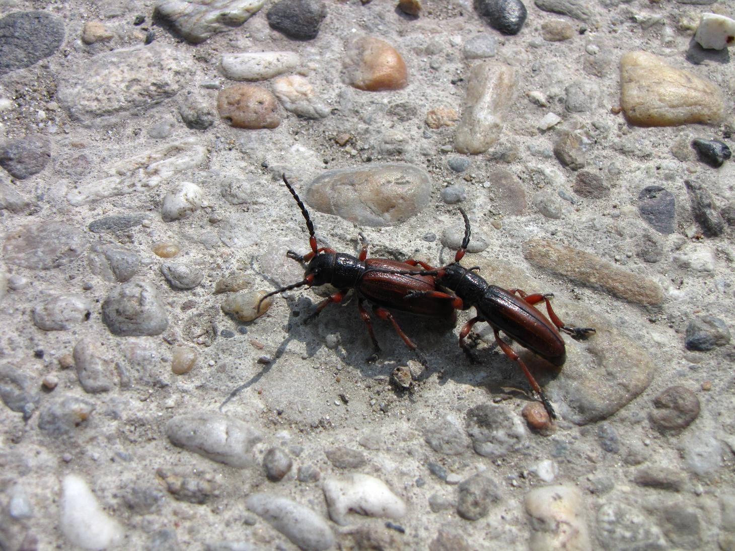 IMG_8853.JPG
